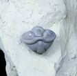 Flexicalymene Trilobite Pair From Ohio #30440-2